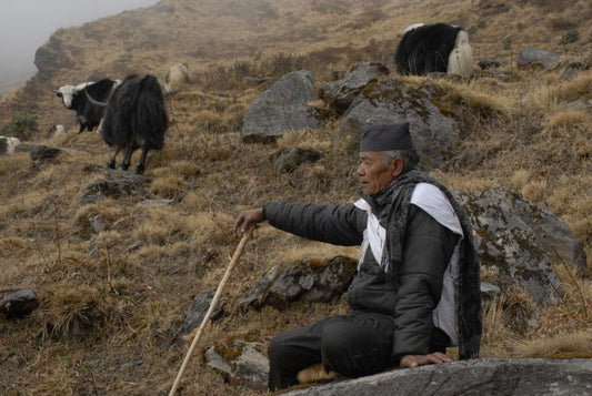 Why Yak Wool? The Ethical Himalayan Shawls Story