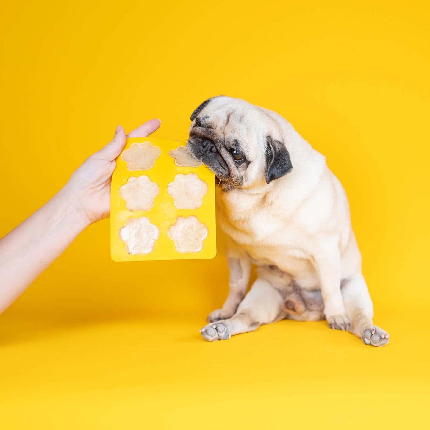 Doggy Ice Cream Kit